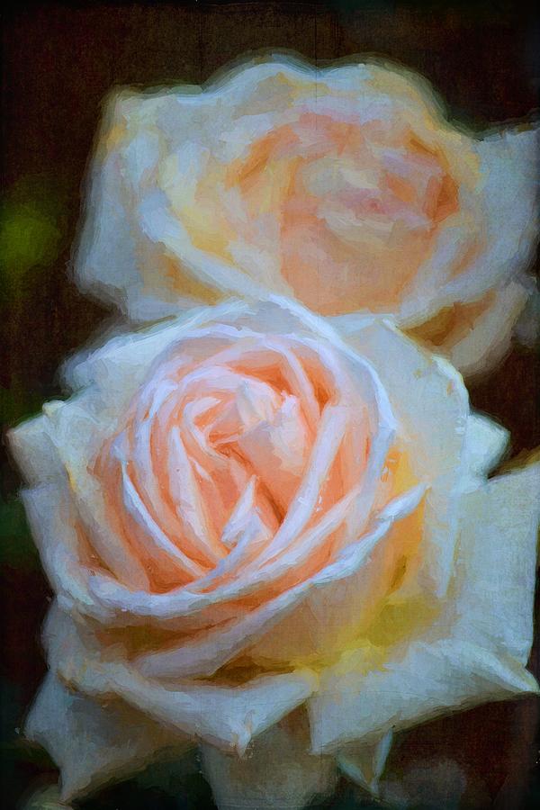 Rose 330 Photograph by Pamela Cooper