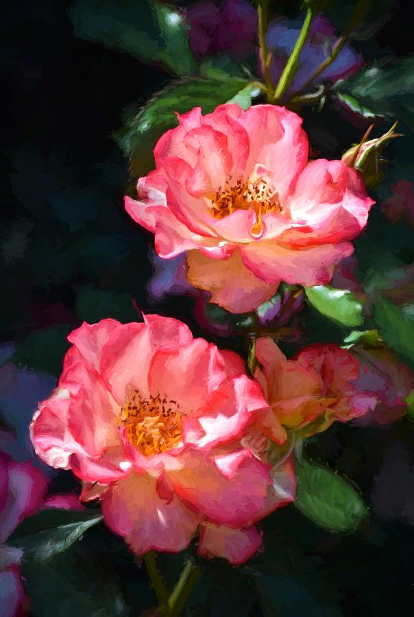 Rose 331 Photograph by Pamela Cooper