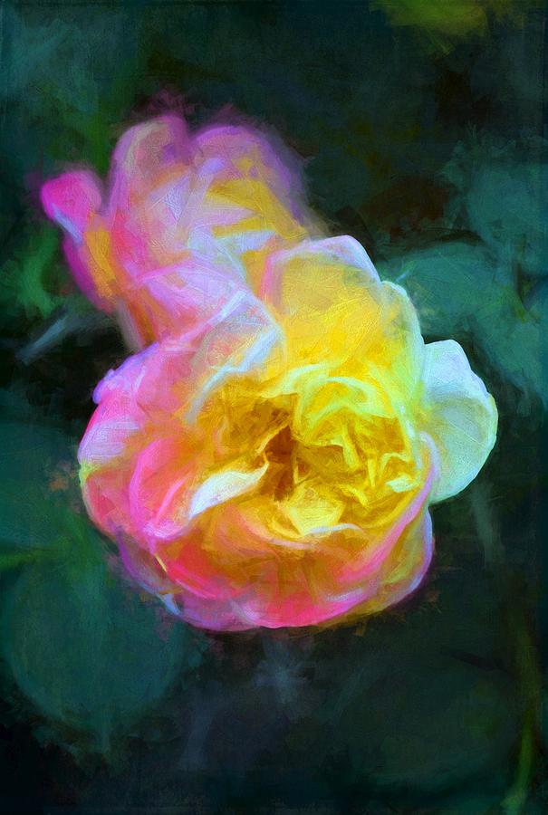Rose 336 Photograph by Pamela Cooper