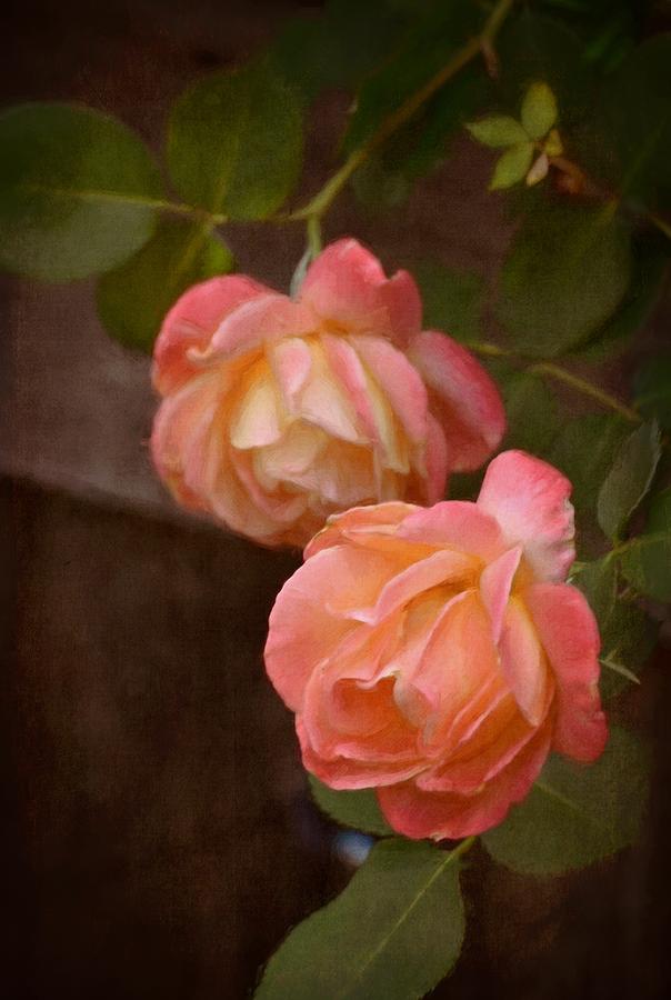 Flower Photograph - Rose 339 by Pamela Cooper