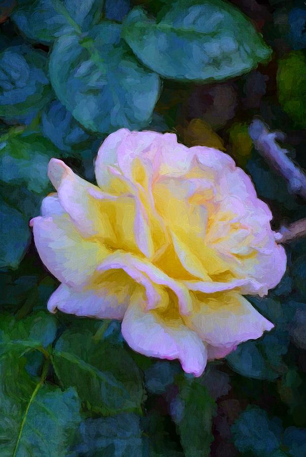 Rose 340 Photograph by Pamela Cooper