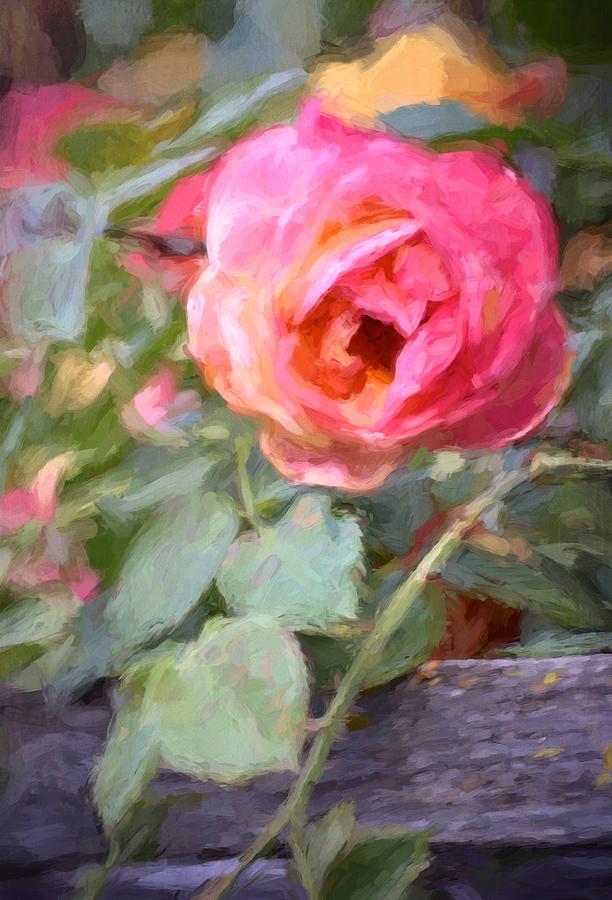 Flower Photograph - Rose 341 by Pamela Cooper