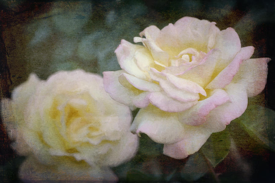 Rose 342 Photograph by Pamela Cooper