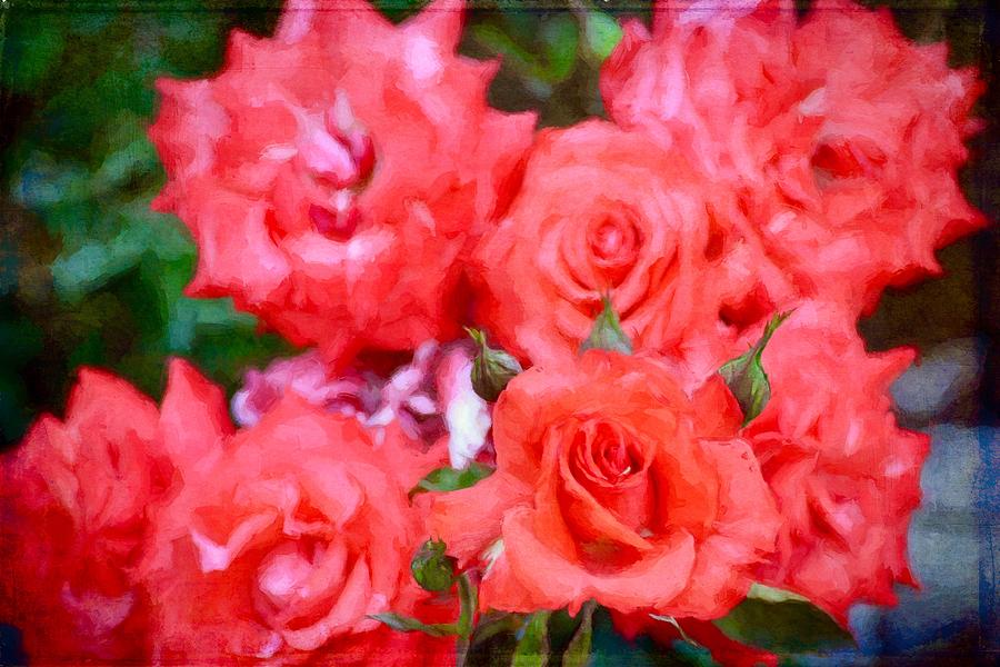 Rose 346 Photograph by Pamela Cooper