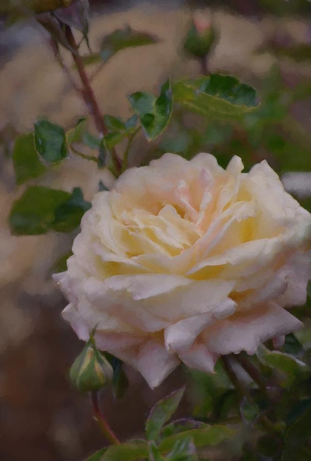 Rose 347 Photograph by Pamela Cooper
