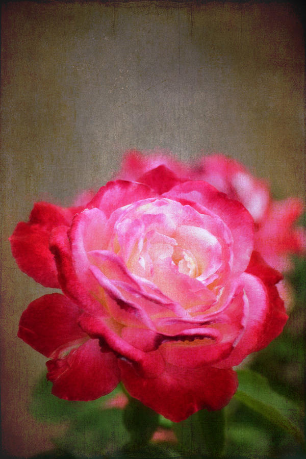 Rose 352 Photograph by Pamela Cooper
