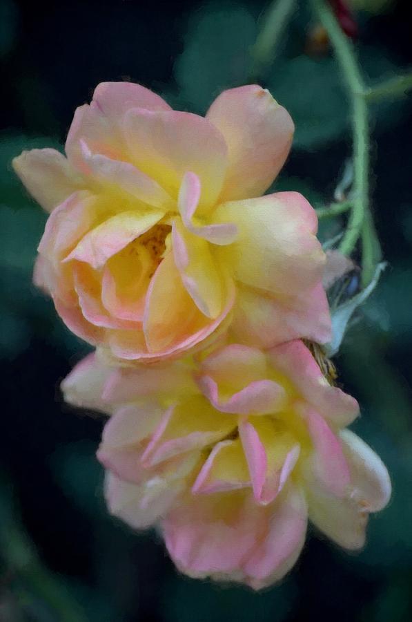 Rose 353 Photograph by Pamela Cooper