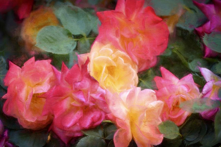 Rose 357 Photograph by Pamela Cooper