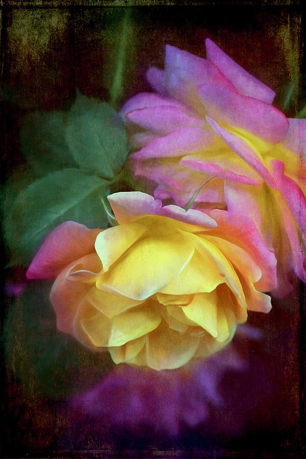 Rose 364 Photograph by Pamela Cooper