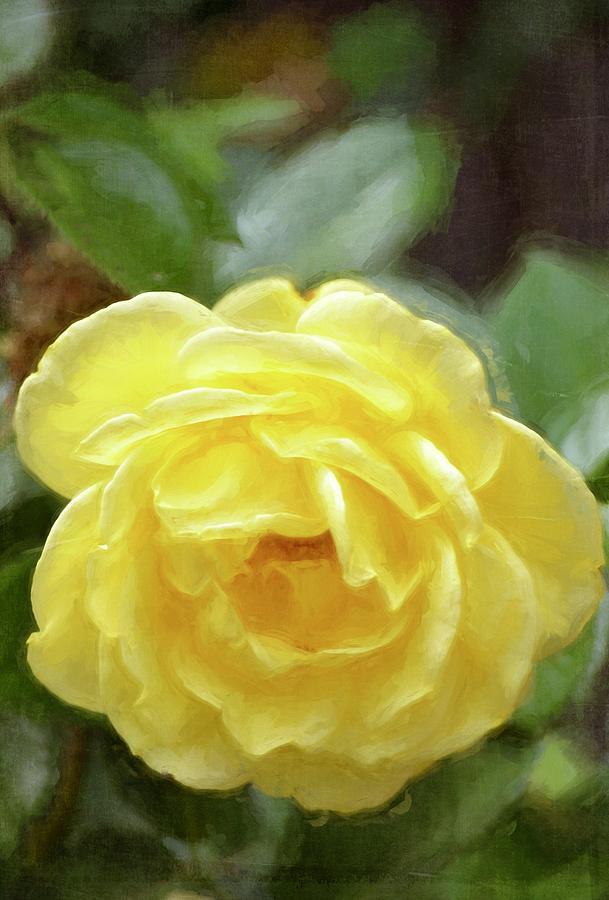 Rose 366 Photograph by Pamela Cooper