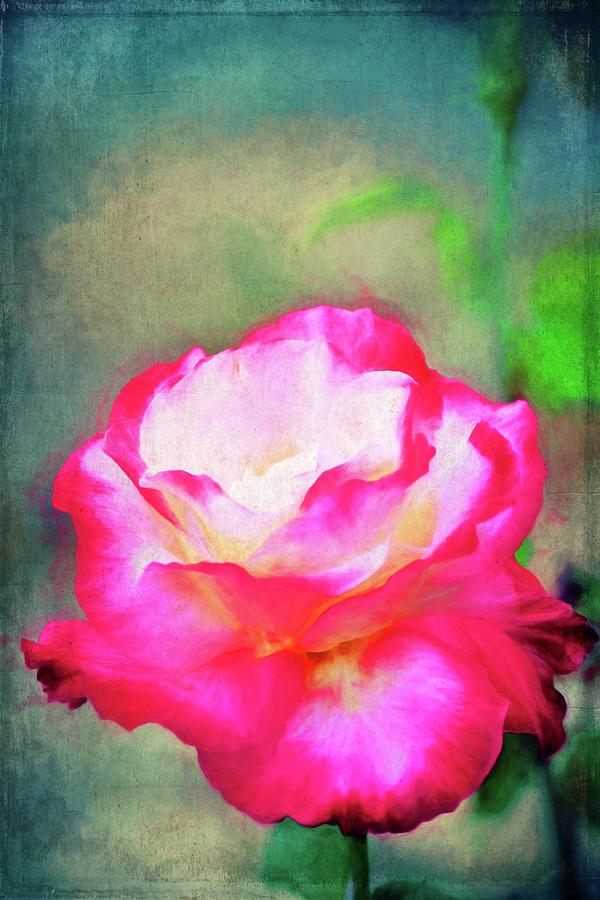 Rose 368 Photograph by Pamela Cooper