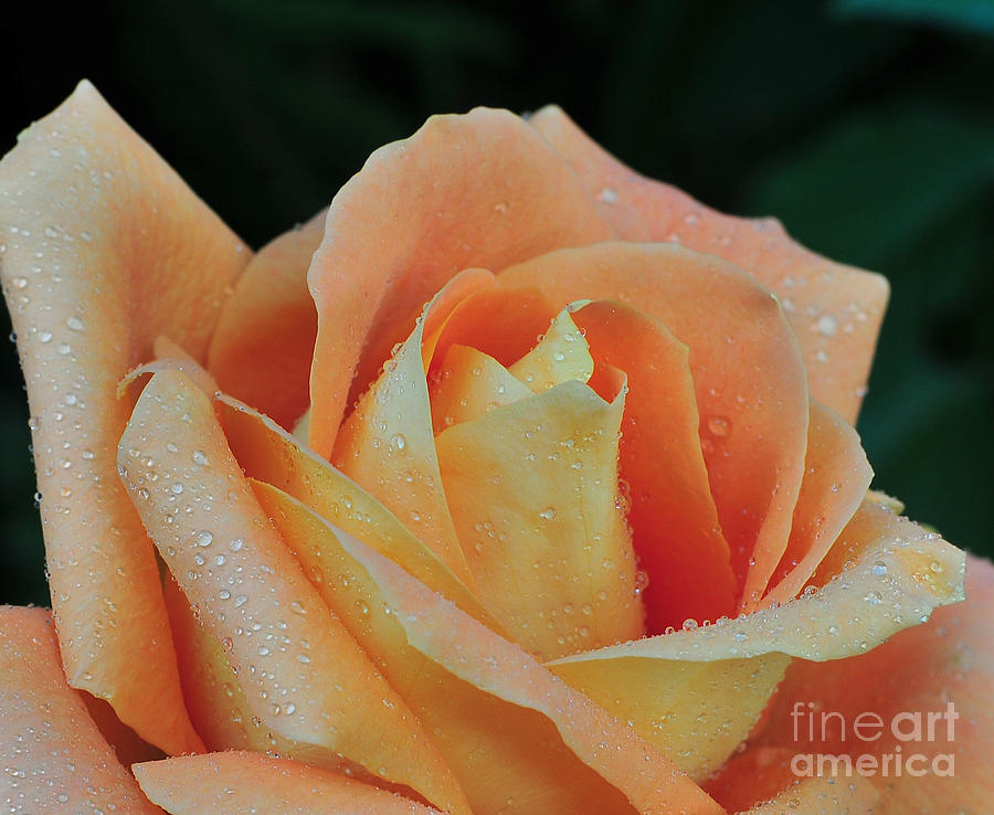 Rose Photograph - Rose 37 by Terri Winkler