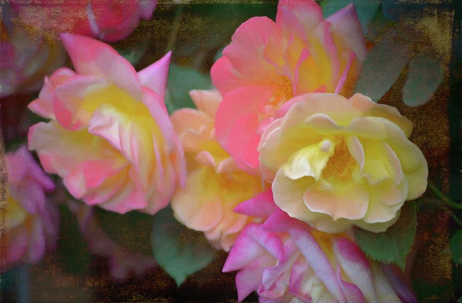 Rose 380 Photograph by Pamela Cooper