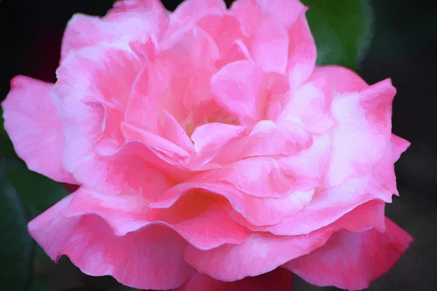 Rose 384 Photograph by Pamela Cooper