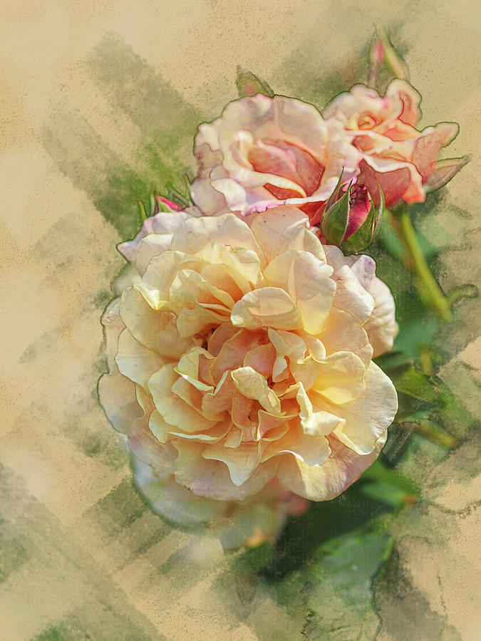 Rose 3 Digital Art by Mark Mille