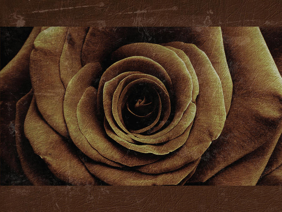 Rose 8 by D A Metrov Rose 8 by D A Metrov