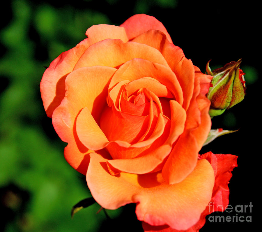 Rose 8 Photograph by John Langdon - Fine Art America