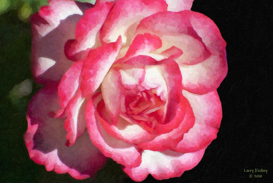Rose 9 Photograph by Larry Keahey