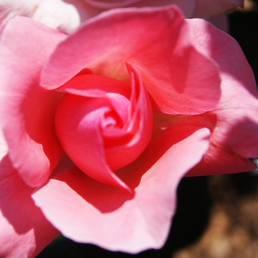 Rose A Photograph by Joe Faherty