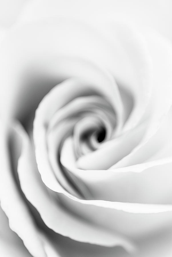 Rose abstract in black and white Photograph by Vishwanath Bhat