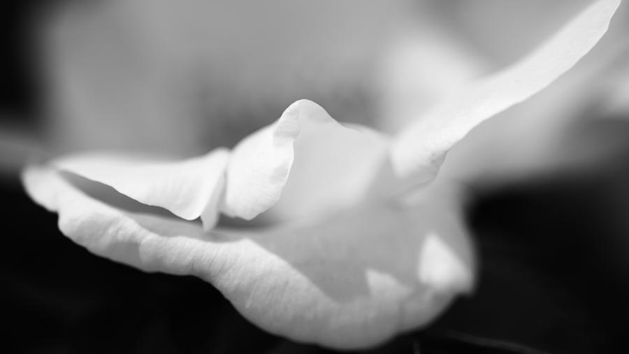 Abstract Photograph - Rose abstract in monochrome by Vishwanath Bhat
