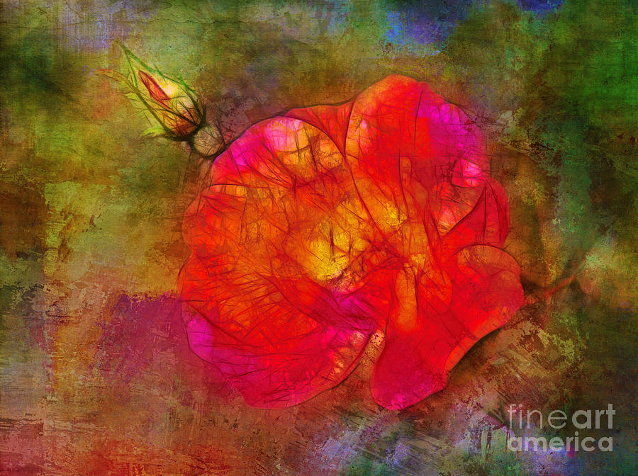 Abstract Photograph - Rose Abstract by Judi Bagwell