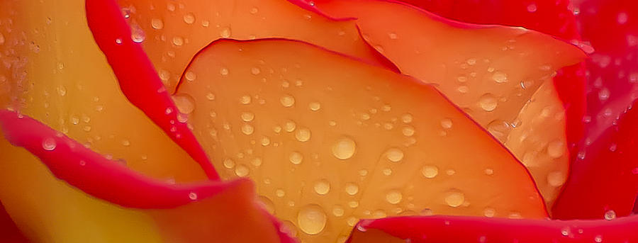 Rose Abstract Photograph by Tam Ryan