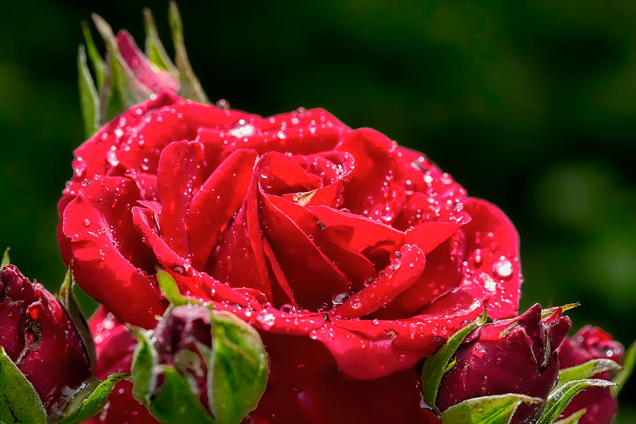 Rose After Rain Photograph by Leif Sohlman