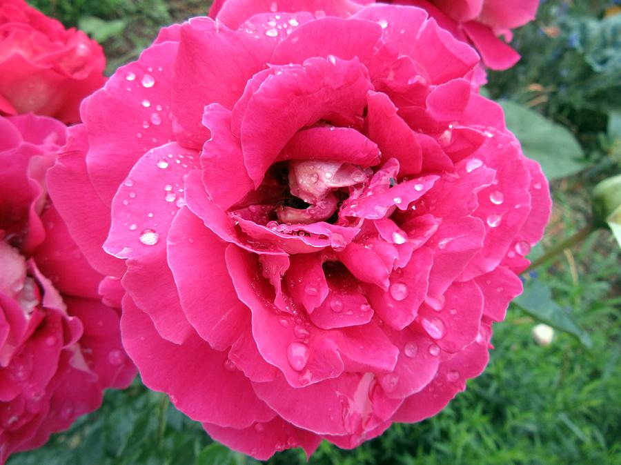 Rose after rain Photograph by Vesna Martinjak