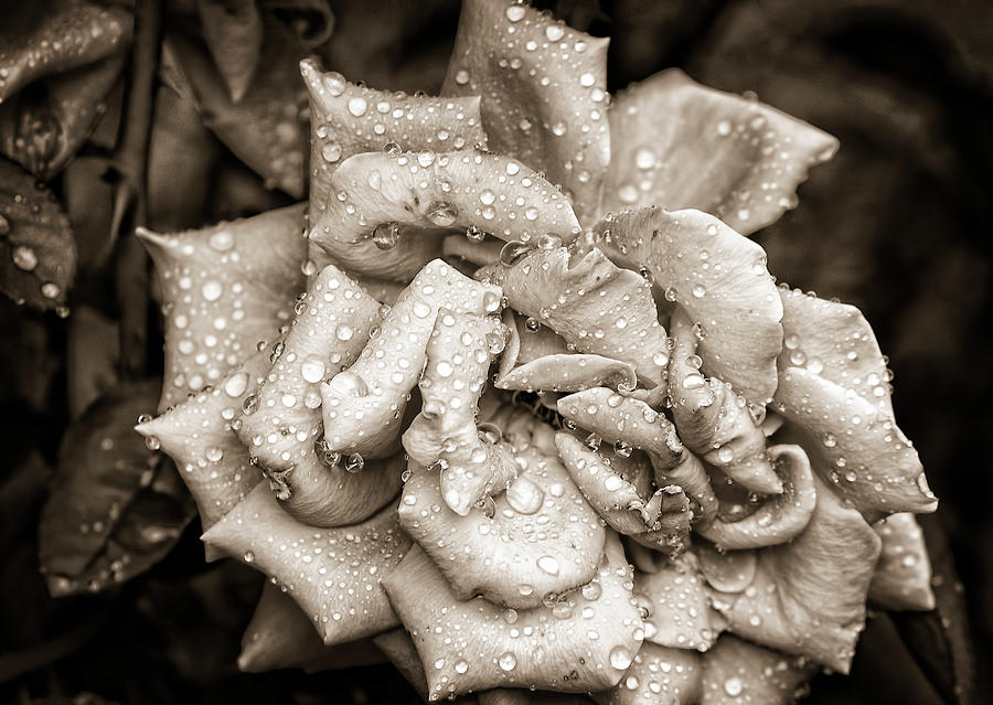 Rose After The Rain Photograph by Amber Flowers