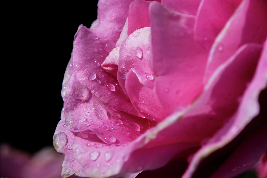 Rose After The Rain Photograph by Mick Anderson
