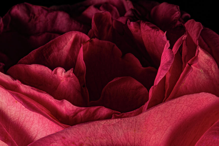 Rose Photograph by Agustin Uzarraga