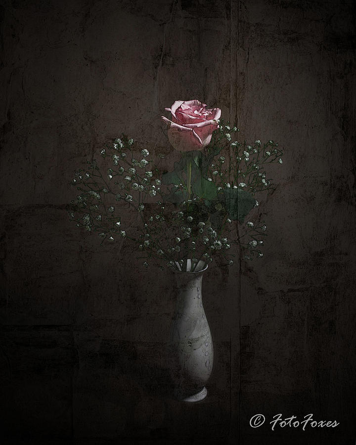 Rose Photograph by Alexander Fedin