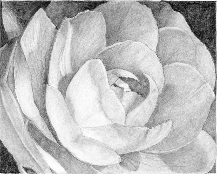 Rose Drawing by Alexandra Riley