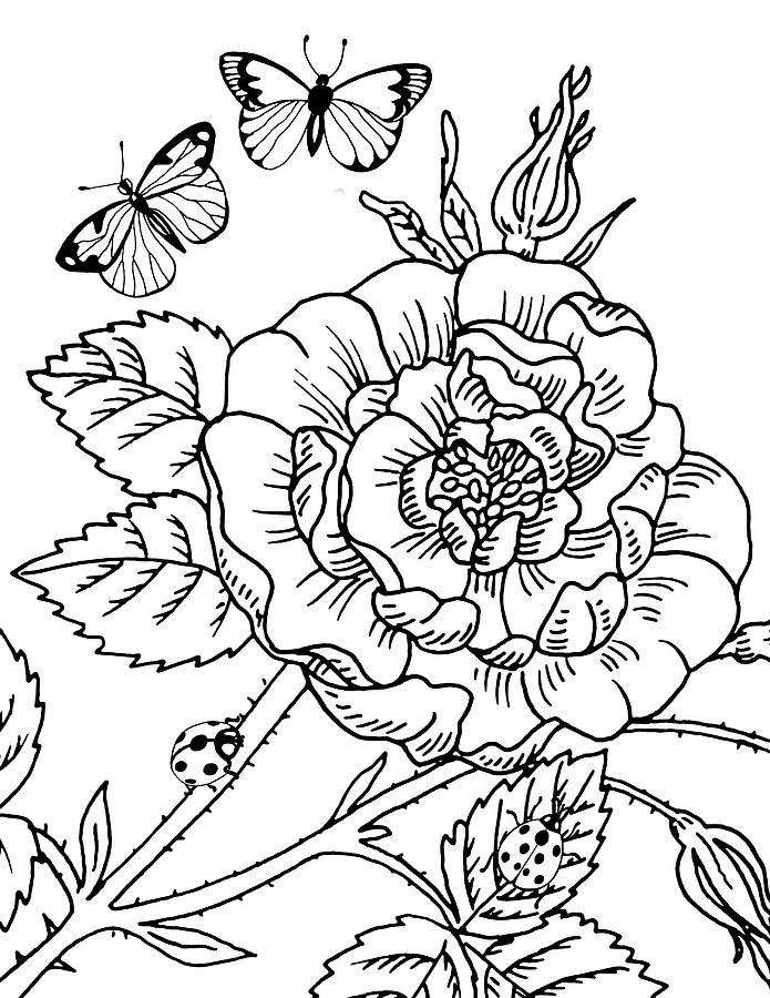 Rose And Butterflies Drawing Drawing by Irina Sztukowski