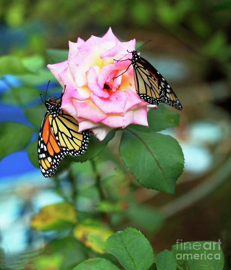 Rose and Butterflies Photograph by Luana K Perez
