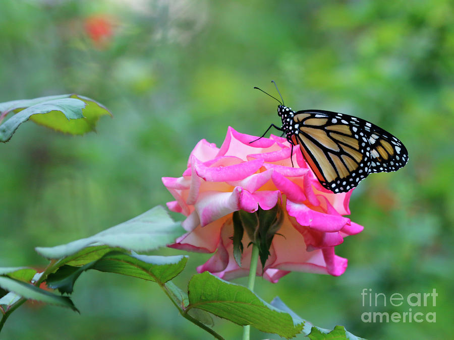 Rose and Butterfly Photo Photograph by Luana K Perez