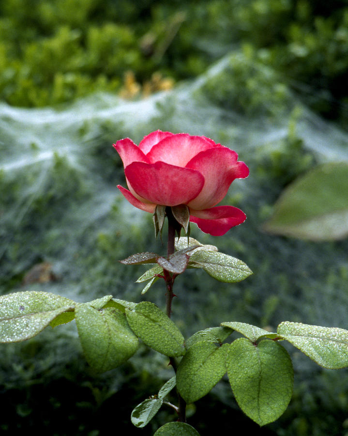 Rose and Cobwebs Photograph by William Kuta