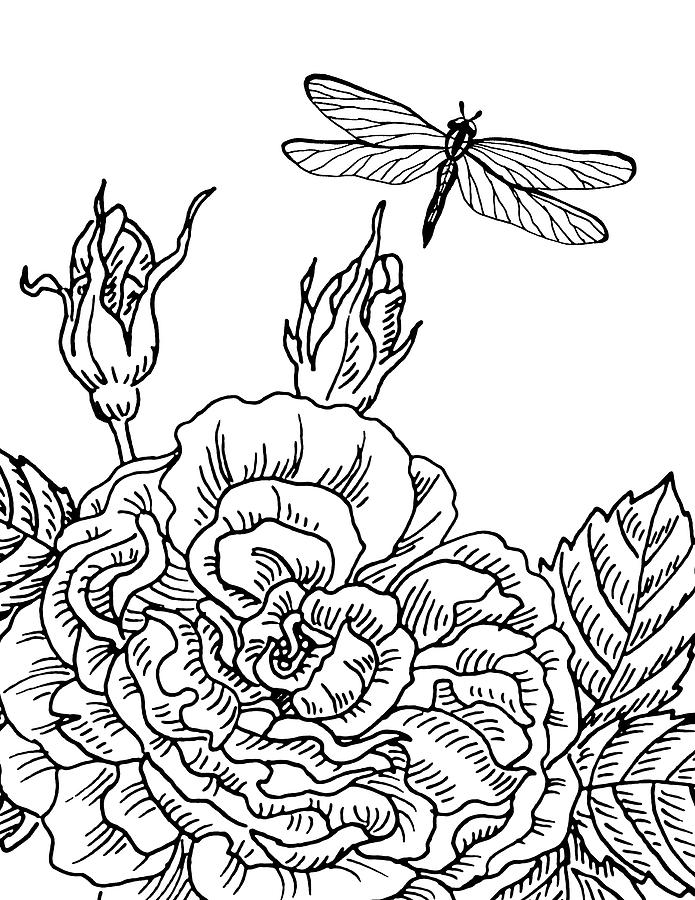 Rose And Dragonfly Drawing Drawing