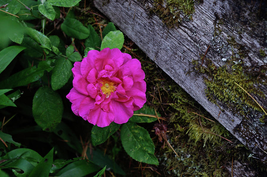 Rose and Moss Photograph by Adria Trail
