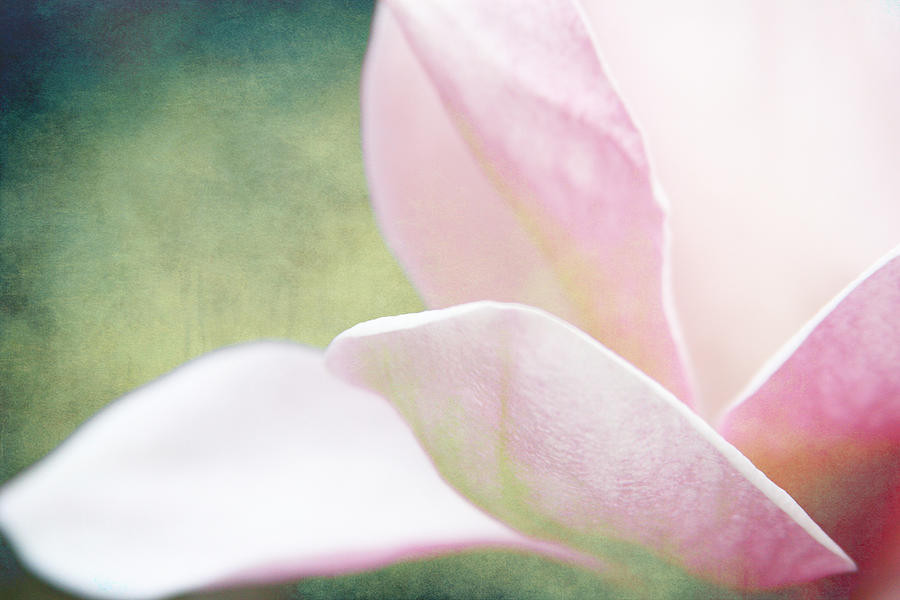 Rose and Pearl colors of a bloom Photograph by Toni Hopper