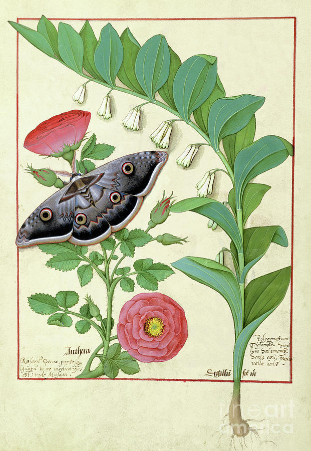 Rose and Polygonatum Drawing by Robinet Testard