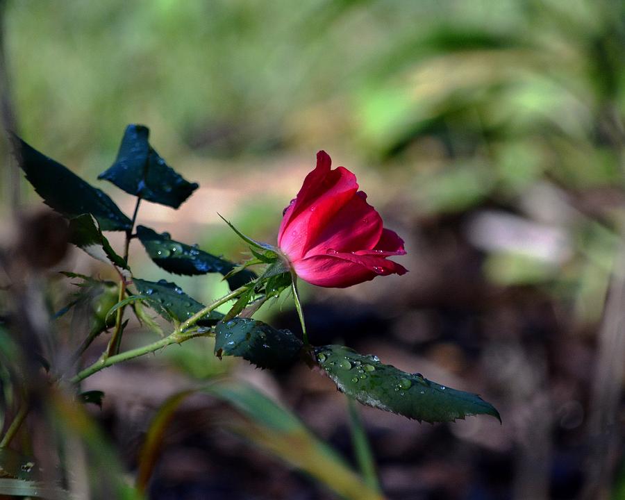 Flower Photograph - Rose and Raindrops by Karen Majkrzak