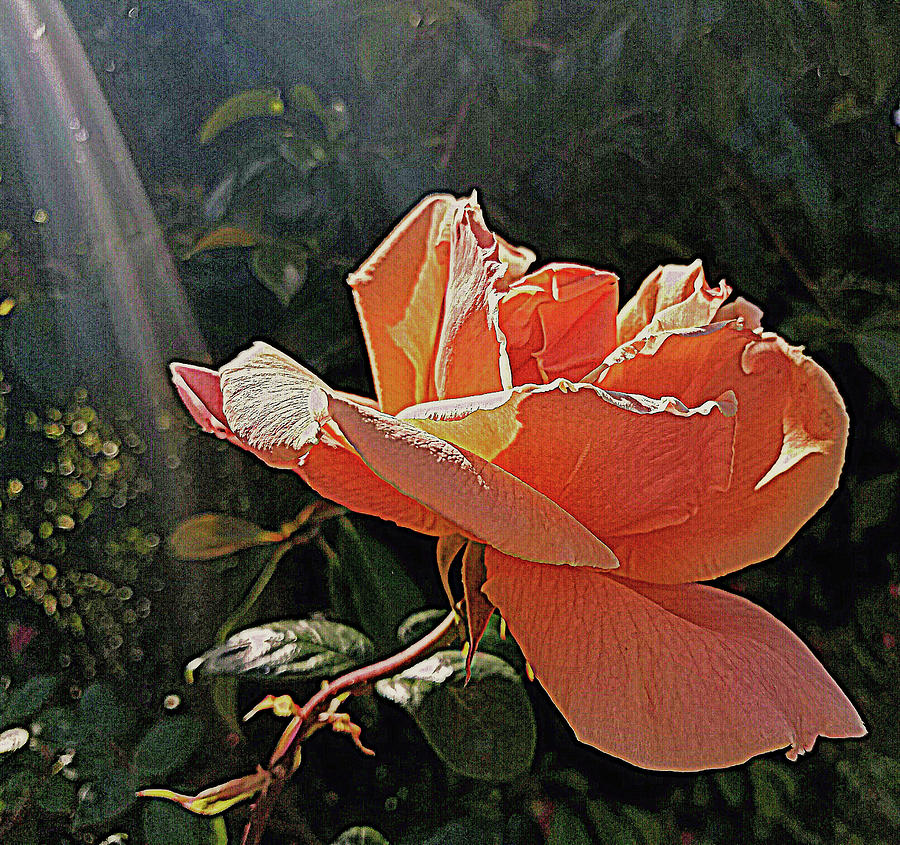 Rose and Rays Photograph by Suzy Piatt