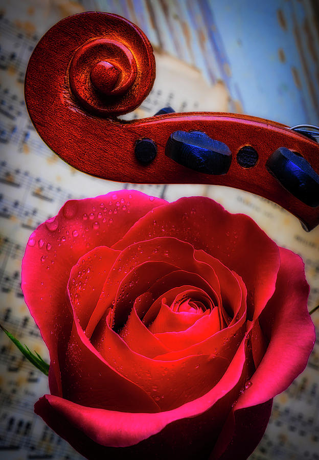 Rose And Scroll Photograph by Garry Gay