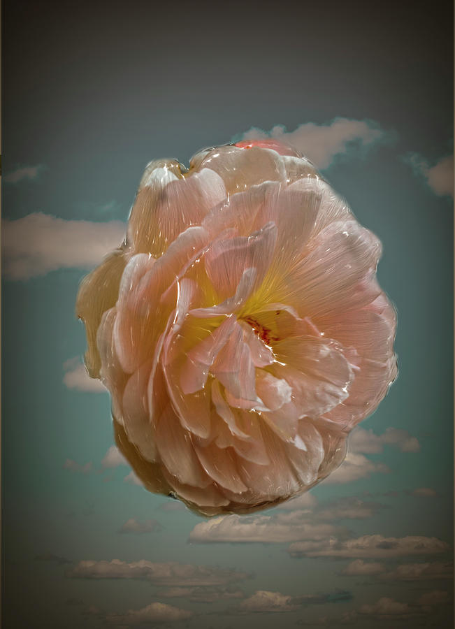 Rose And Sky #b1 Photograph by Leif Sohlman