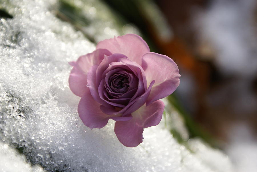 Flowers Still Life Photograph - Rose and Snow by Heidi Poulin