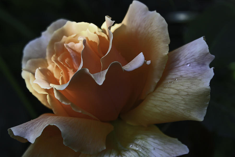 Soft Rose #1 Photograph by Doug Scrima