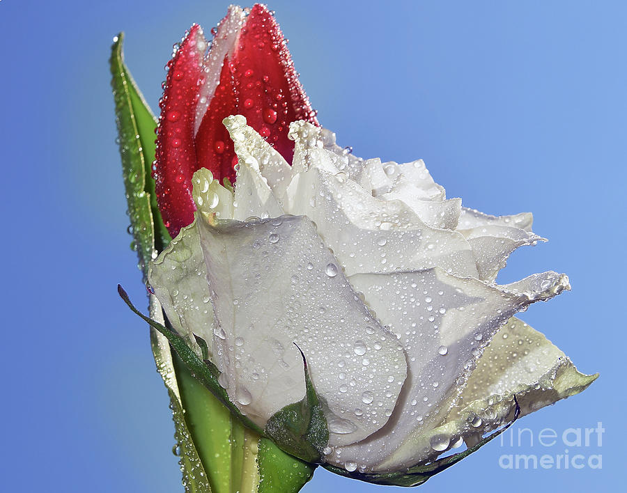 Flower Photograph - Rose And Tulip by Elvira Ladocki