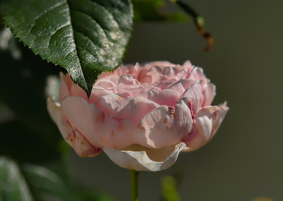 Rose ans leaf Photograph by Leif Sohlman
